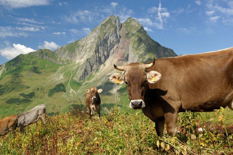 Kuehe vor der Hoefats